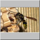 Ancistrocerus nigricornis - Lehmwespe 23b am IH beim Eintrag einer Schmetterlingslarve.jpg